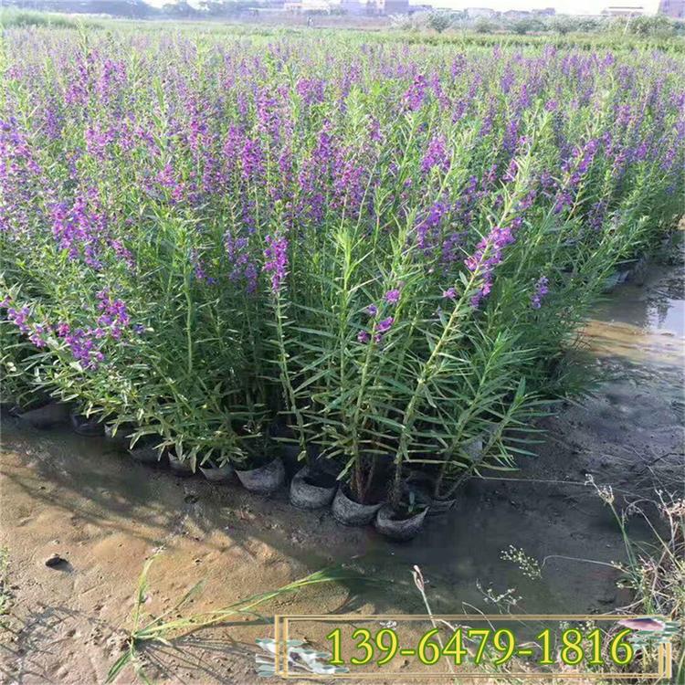 千屈菜苗价格 鞭草败毒草 白花千屈菜盆苗