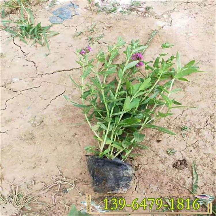 千屈菜基地 河南千屈菜经销商 水生植物千屈菜价格