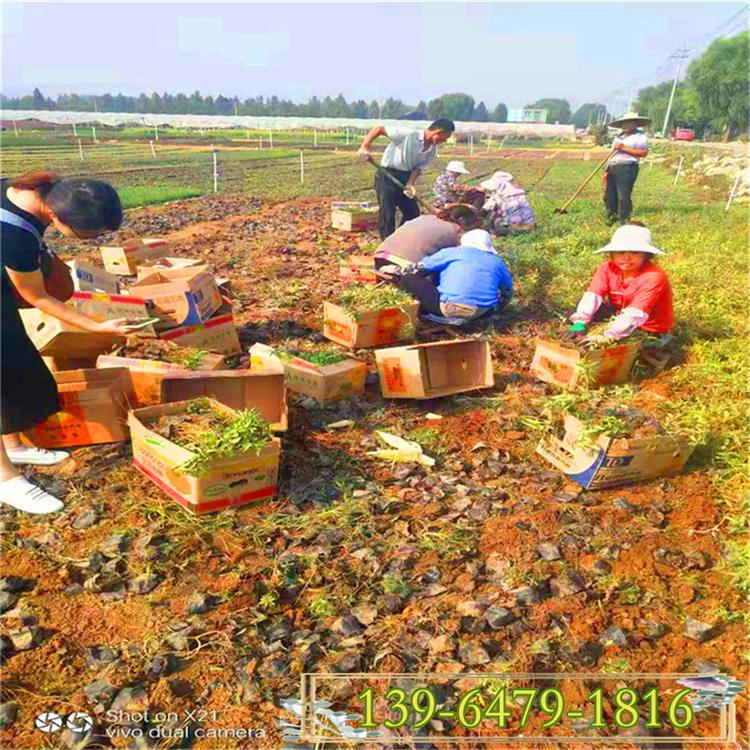 河道绿化千屈菜价格 青州花卉市场 抗涝植物河边种植