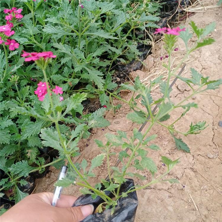 观赏美女樱培育基地 美女樱批发商