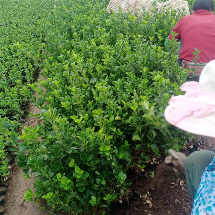 青州凯洋 卫矛供应商 卫矛工程苗种植基地