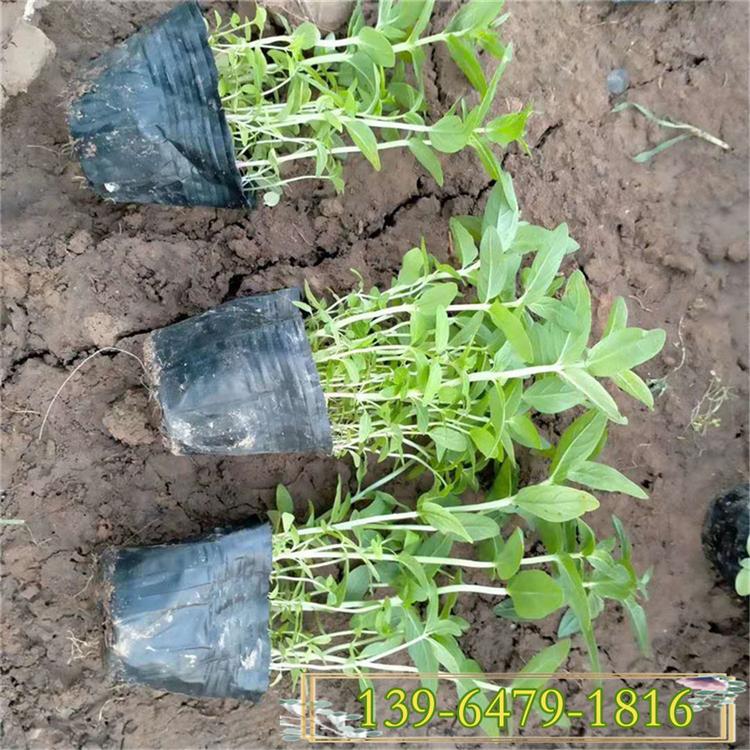 千屈菜盆苗价格 水枝柳对叶莲水生湿地植物