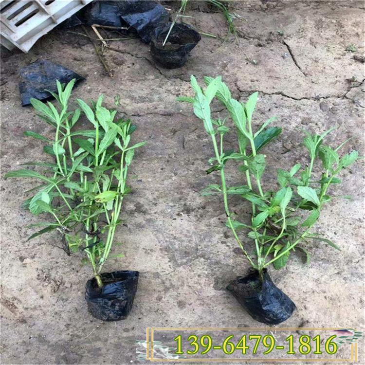 千屈菜 河边开花水枝柳水柳鞭草 千屈菜营养钵苗价格