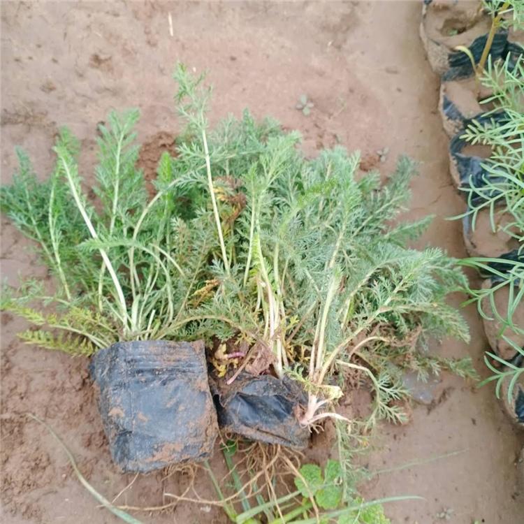 千叶蓍草批发价格 千叶蓍草报价 凯洋种植千叶蓍