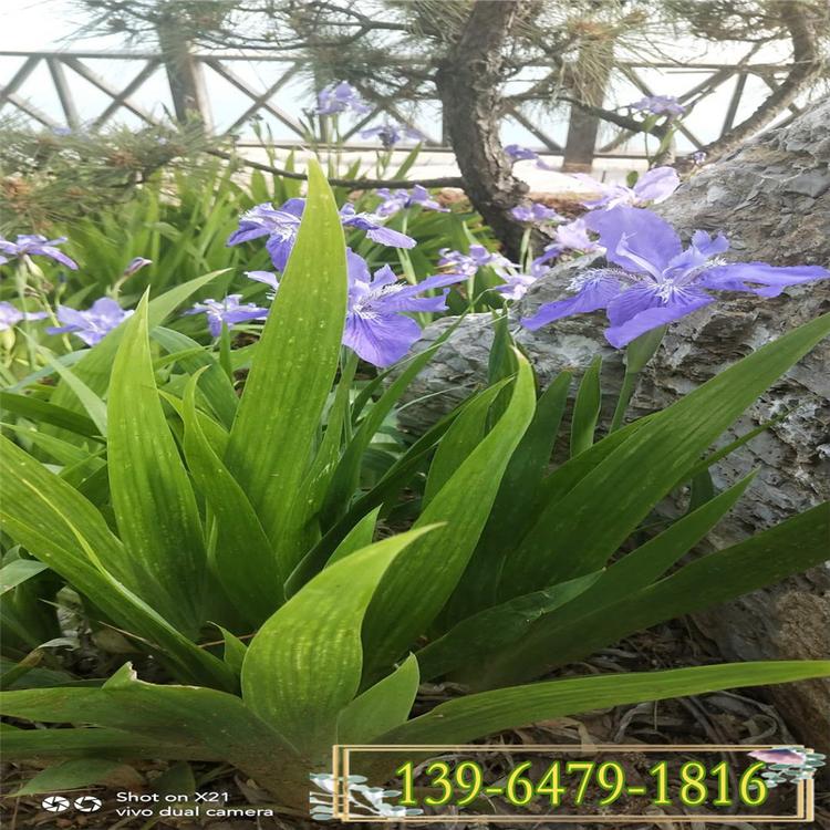 蓝蝴蝶 批发黄花鸢尾花 护坡园林绿化工程用紫花鸢尾