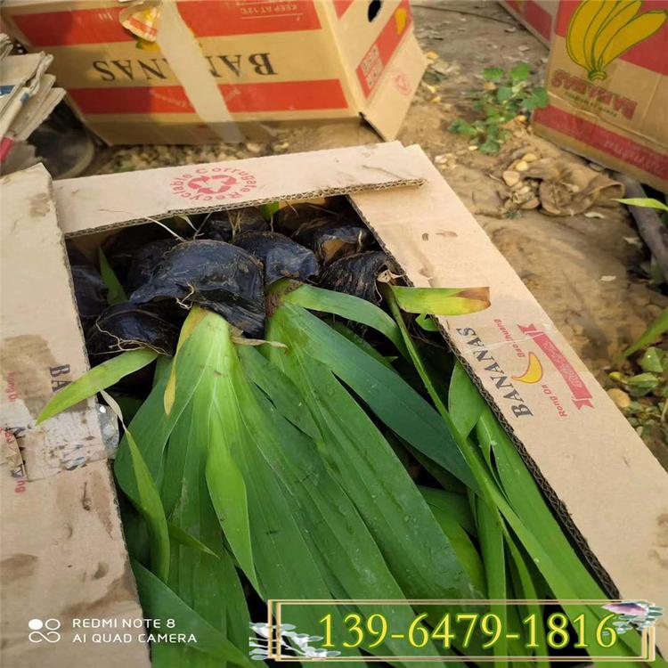 常年供应兰花鸢尾 鸢尾苗 自产自销基地种植