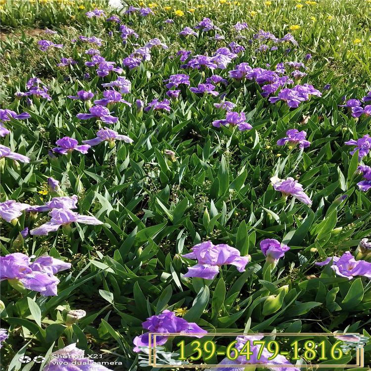 供应水生植物种子 蓝花鸢尾营养杯苗 鸢尾带土盆苗批发