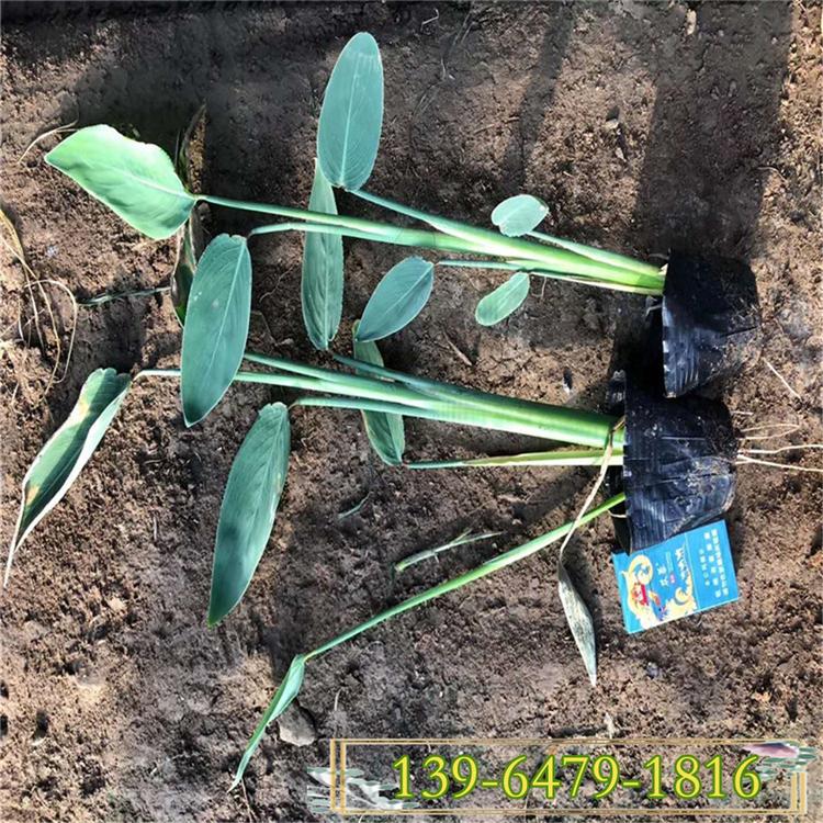再力花批发价格 挺水植物再力花小苗  梭鱼草