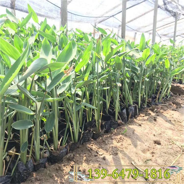 大量批发再力花大杯苗上车价 便宜的再力花价格 梭鱼草小杯苗供应