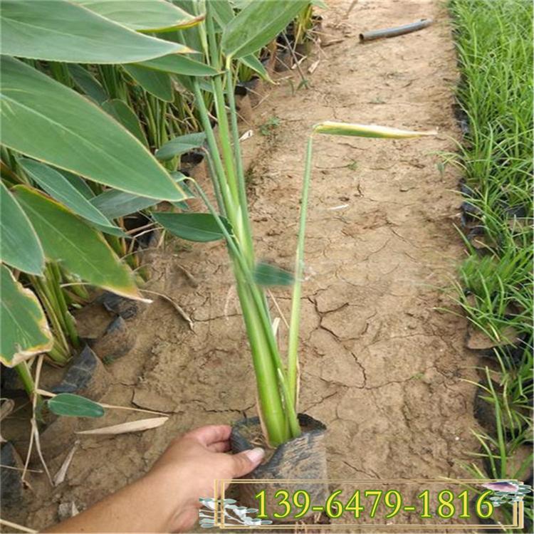 再力花容器苗批发价格 挺水植物再力花小苗  梭鱼草地栽苗