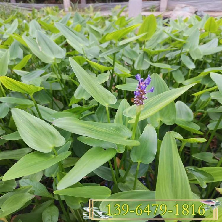再力花大杯批发商 青州再力花容器苗 景区绿化现货供应