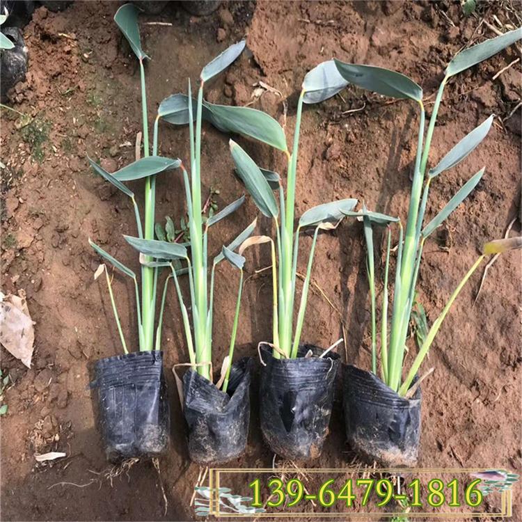 水生植物再力花苗 易管理水体绿化能越冬 再力花盆苗
