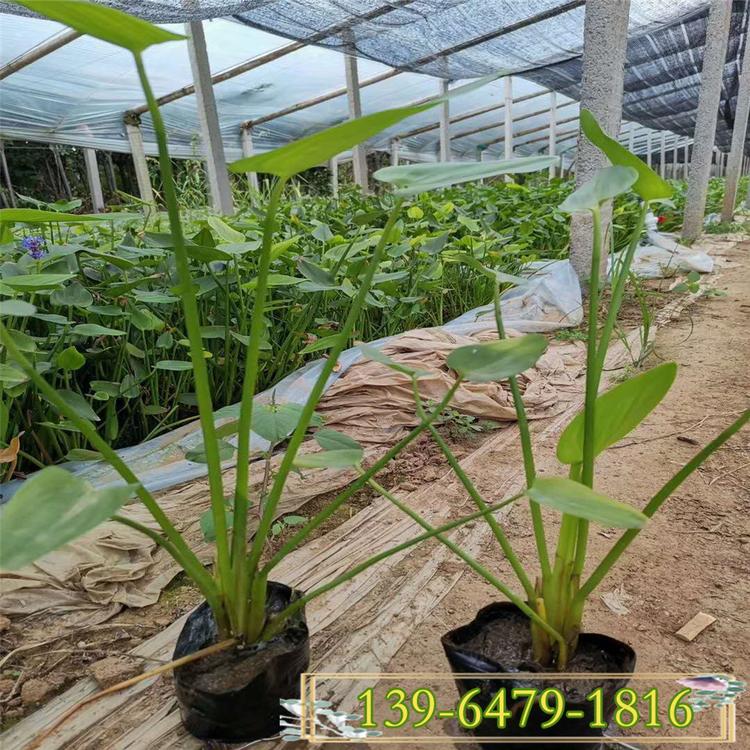 大量批发各规格再力花小苗 价格优惠 花期长4-10月