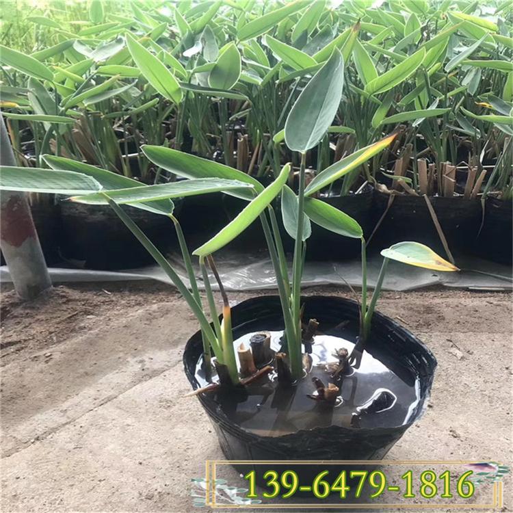再力花河道绿化 河边开紫色小花的植物再力花盆苗 花期长梭鱼草