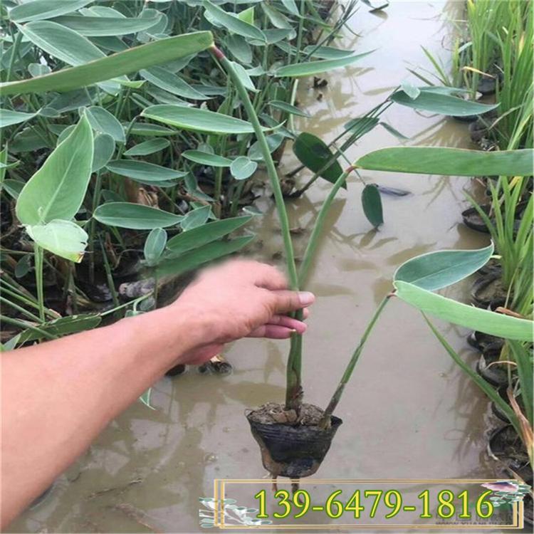 挺水植物再力花批发商 青州再力花苗 现货供应梭鱼草盆苗