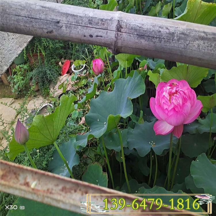 送货上门荷花上车价 白色荷花苗种植基地  荷花盆苗培育中心