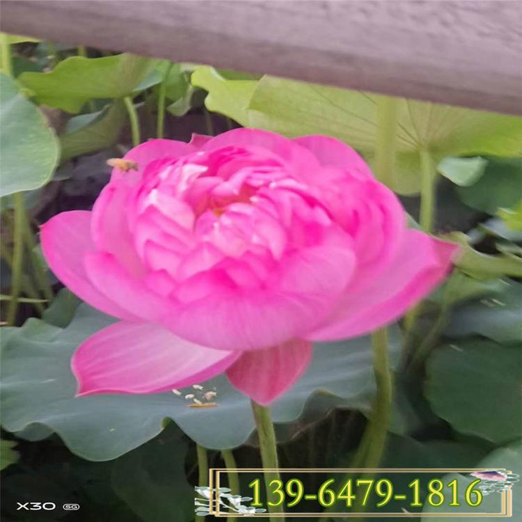 粉色荷花水生花卉 白洋淀荷花种苗 碗莲盆苗供应价格