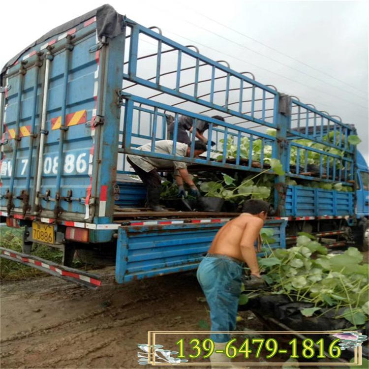 品种荷花苗价格 荷花盆栽苗种植基地 微山湖荷花