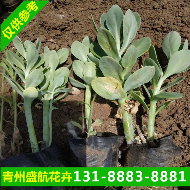 盛航花卉八宝景天小苗现货 苗圃种植基地