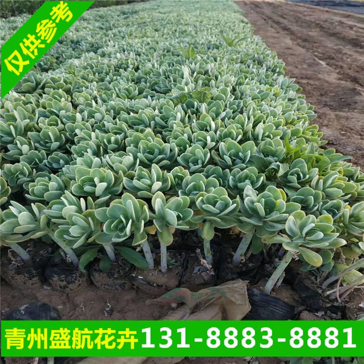 青州花卉公司 八宝景天现货报价出售