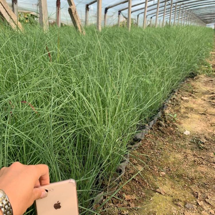 山东粉黛乱子草 伟达网红草 青州黄楼粉黛乱子草