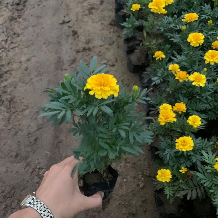 孔雀草批发价格 孔雀草基地批发 青州黄楼孔雀草
