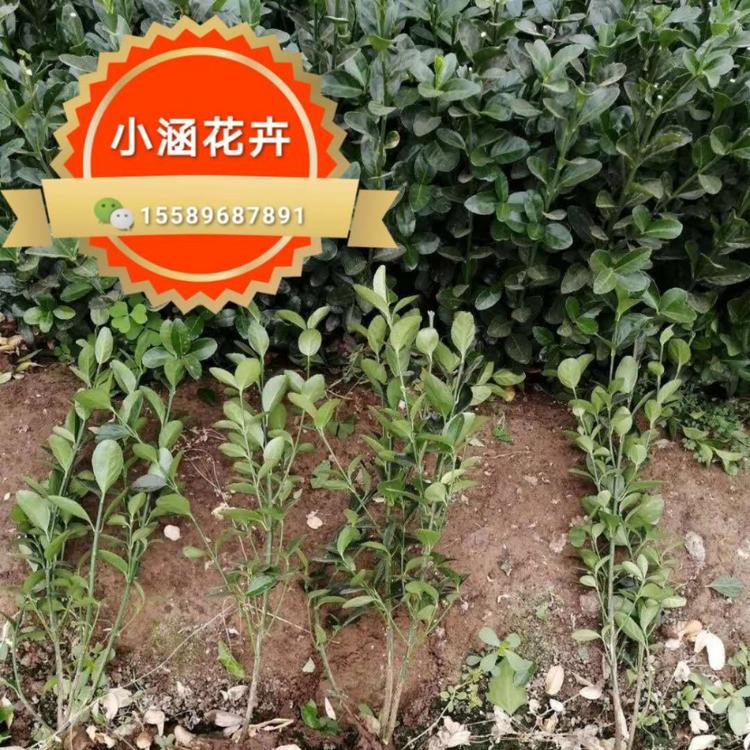 大叶黄杨基地批发  冬青卫矛价格 正叶  绿化苗木价格 小涵花卉