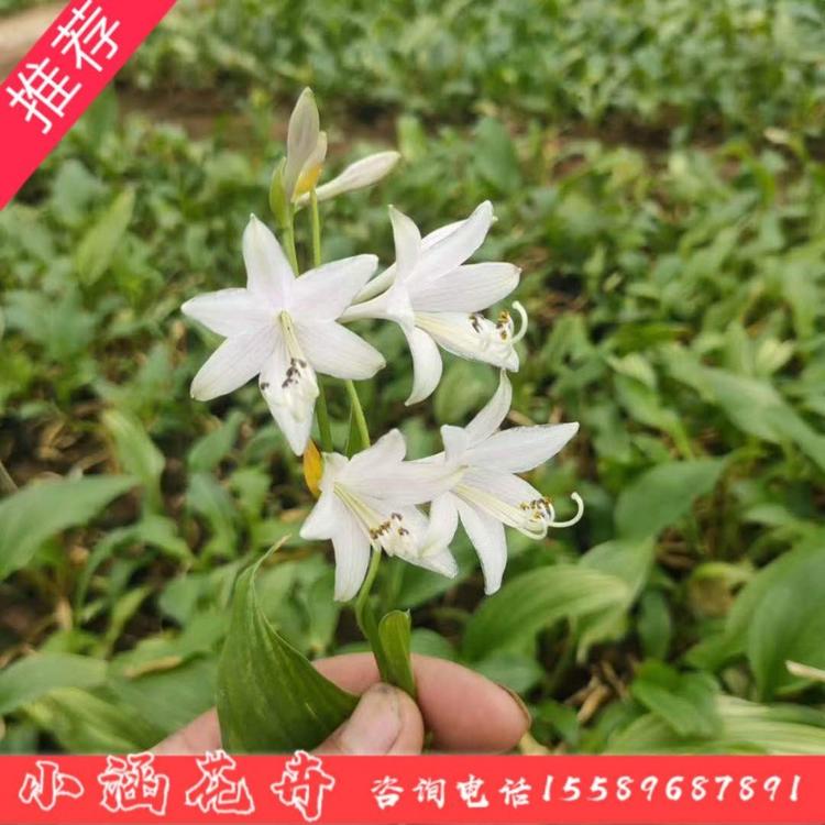 玉簪价格 金边玉簪 玉春棒 白鹤花 玉泡花 白玉簪 小涵花卉 青州草花