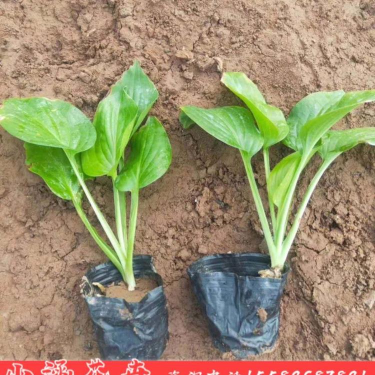 玉簪价格 金边玉簪价格 玉春棒 白鹤花 玉泡花 白玉簪价格 小涵花卉 青州草花