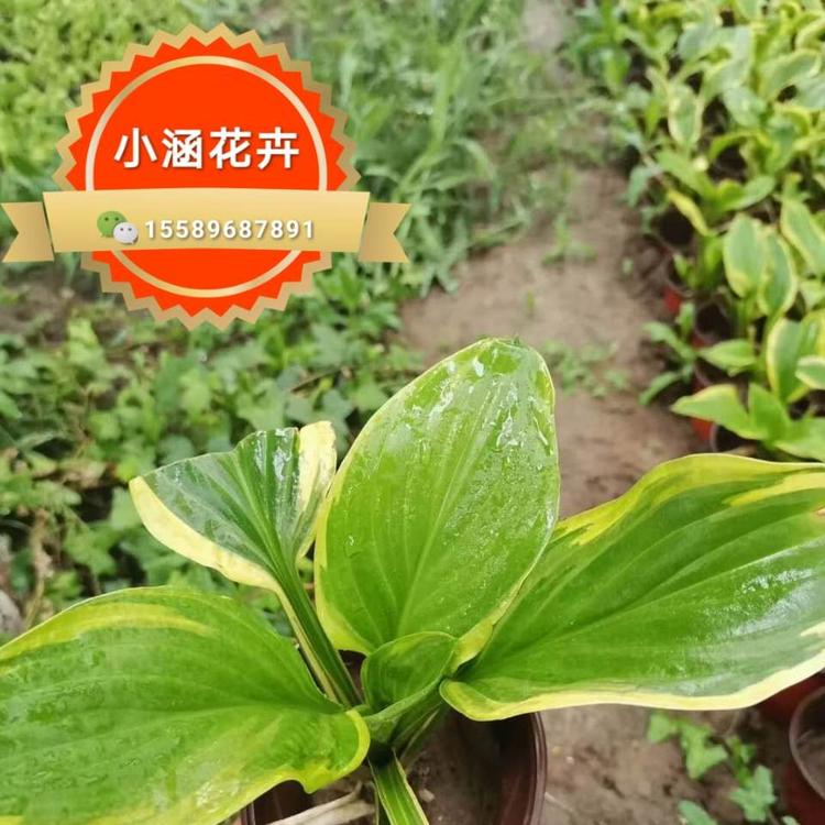 金边玉簪价格  青州玉簪  小涵花卉  大玉簪价格