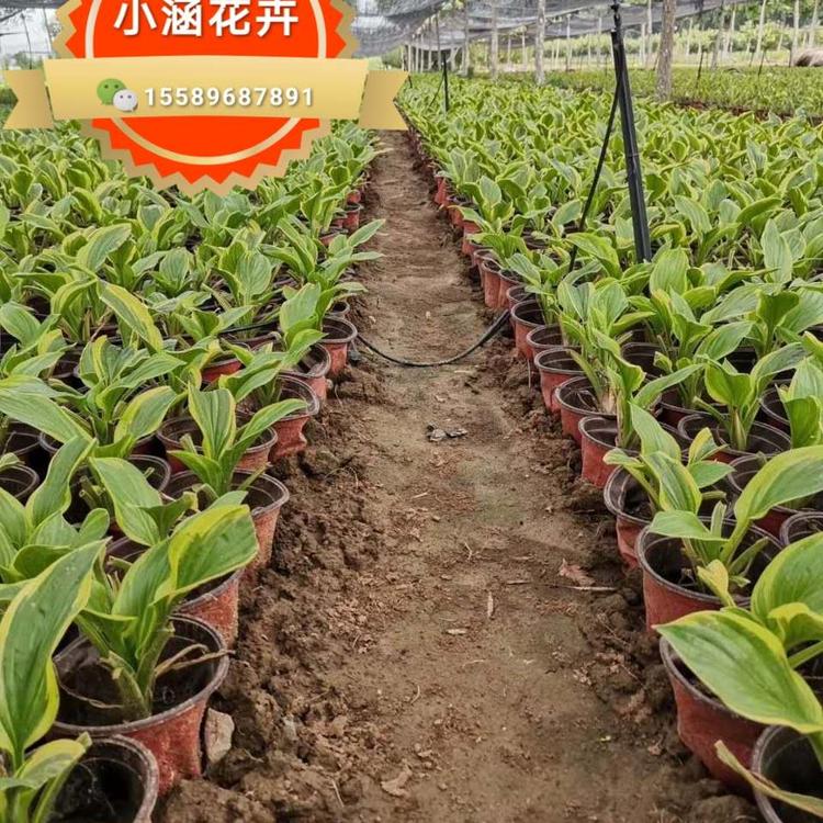 小涵金边玉簪价格  青州玉簪  小涵花卉  大玉簪价格