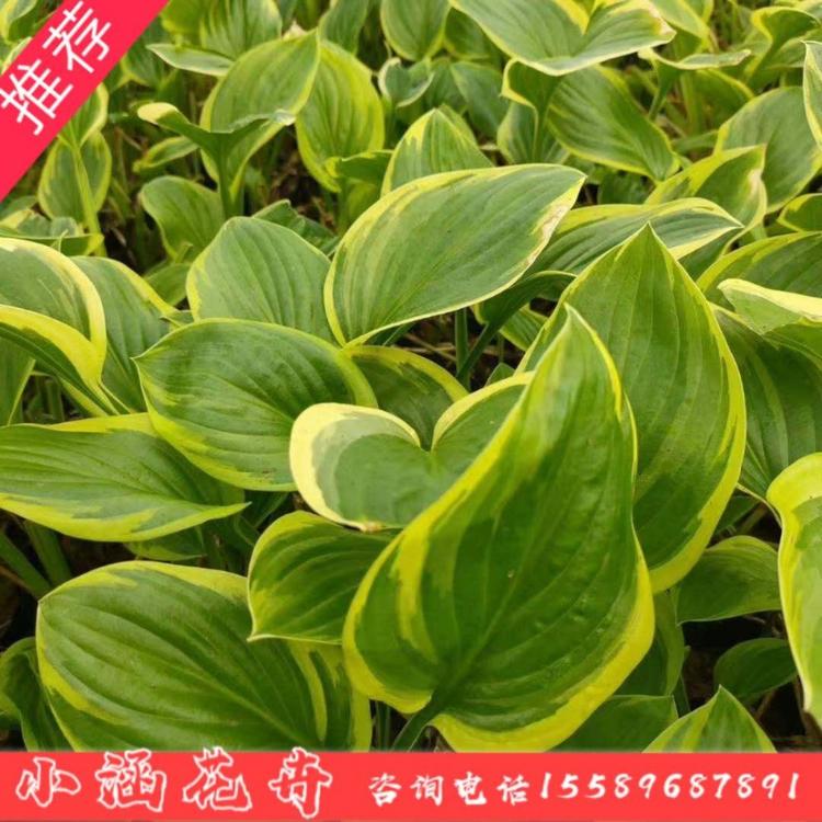 玉簪  金边玉簪 花叶玉簪  小涵花卉