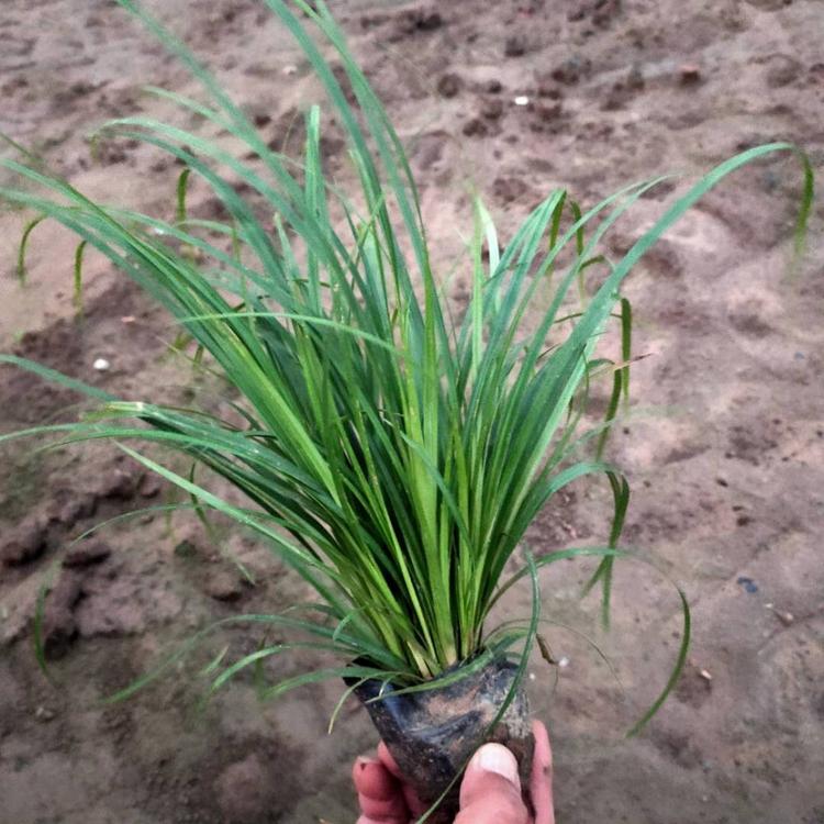 青绿苔草价格 观赏草盆栽苗 青绿苔草批发直销 基地批发各种观赏草 量大优惠