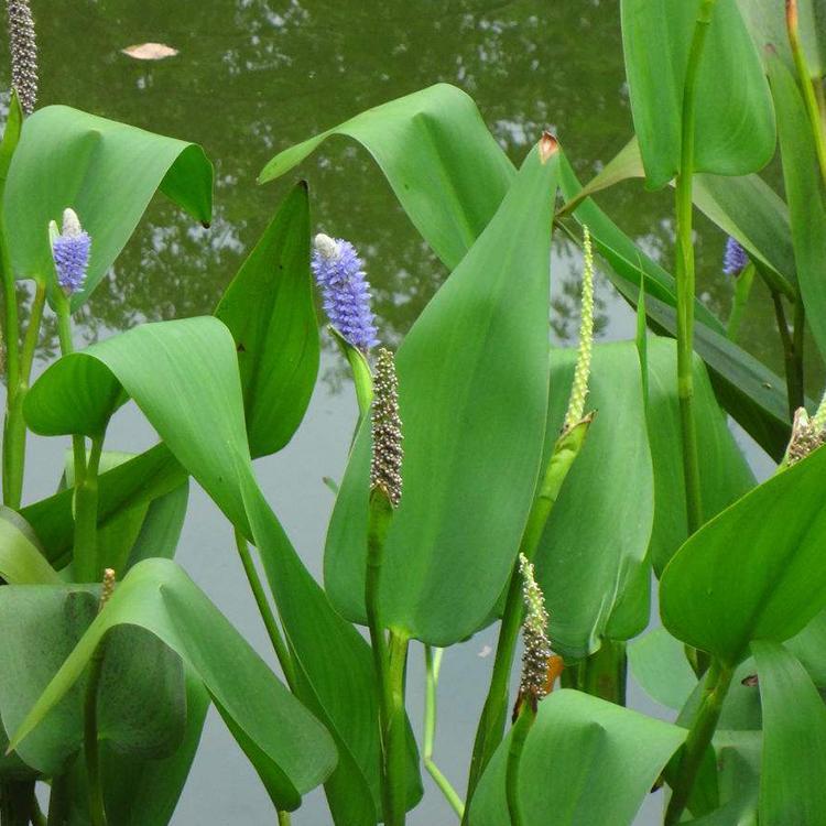 再力花价格 自产再力花直供