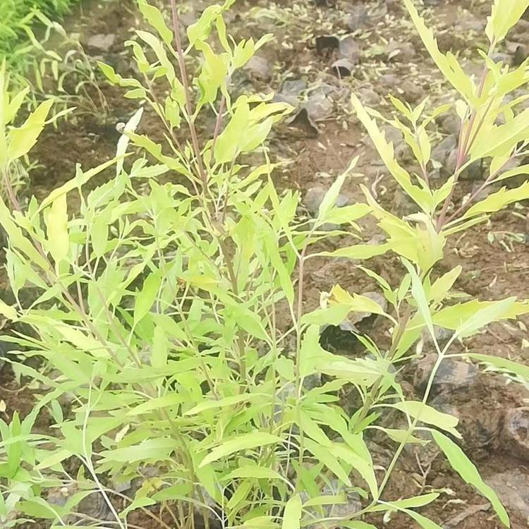 金叶莸直销 鑫杰花卉苗木直销 青州金叶莸