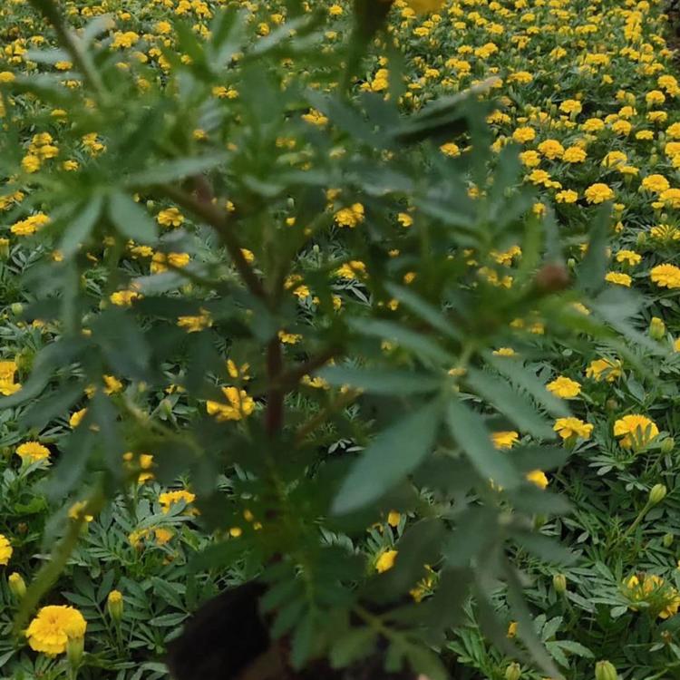 鑫杰花卉苗木直销 青州孔雀草苗直销