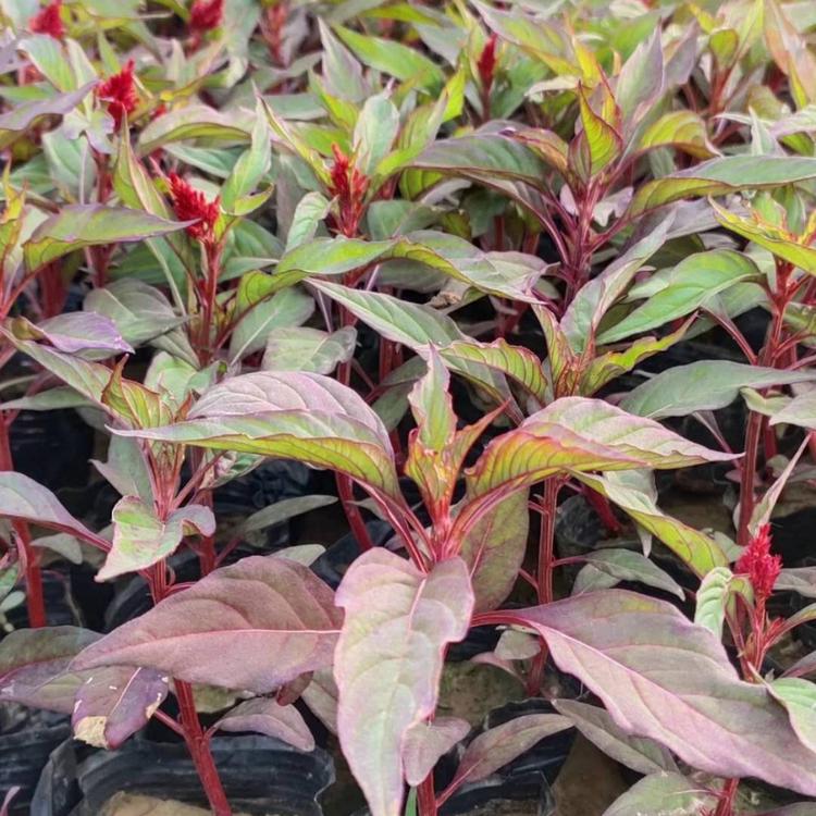 鑫杰花卉苗木直销 青州一支笔质优价低