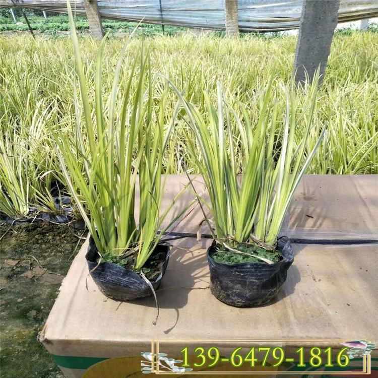 供应金边菖蒲价格 金叶石菖蒲营养钵苗 水生植物造景