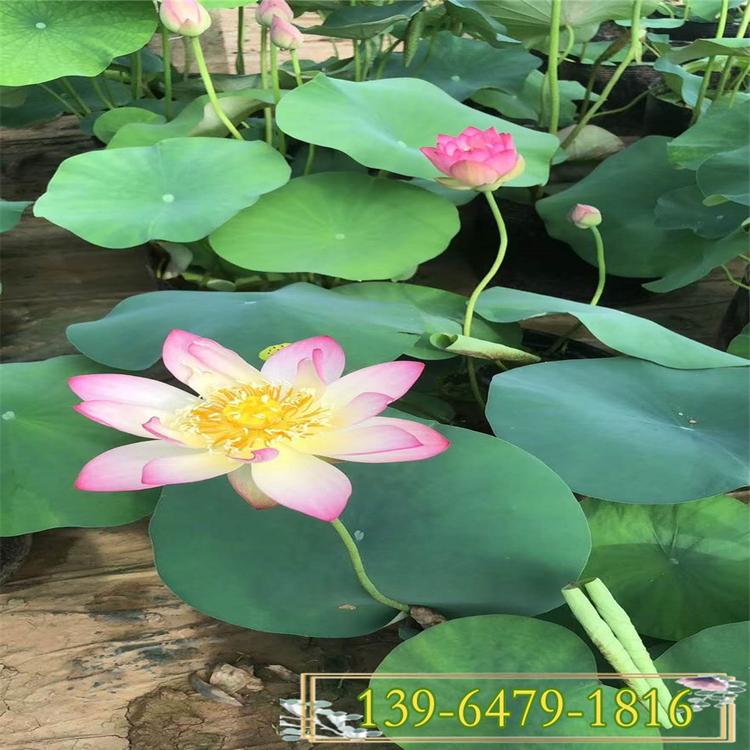 荷花盆苗上车价 白色荷花种植基地  荷花种苗培育中心