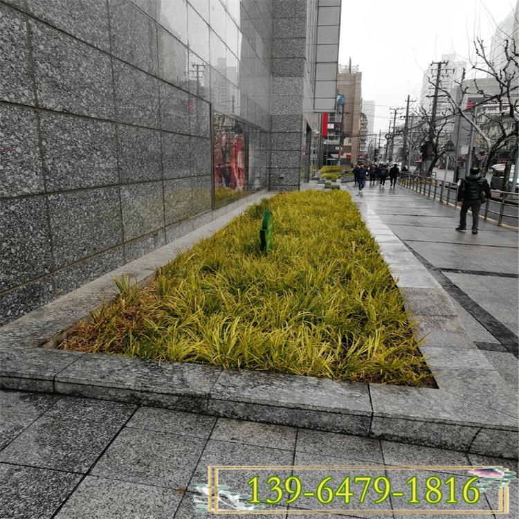 山东金叶石菖蒲营养杯苗价格 金线石菖蒲批发基地 金边菖蒲盆苗