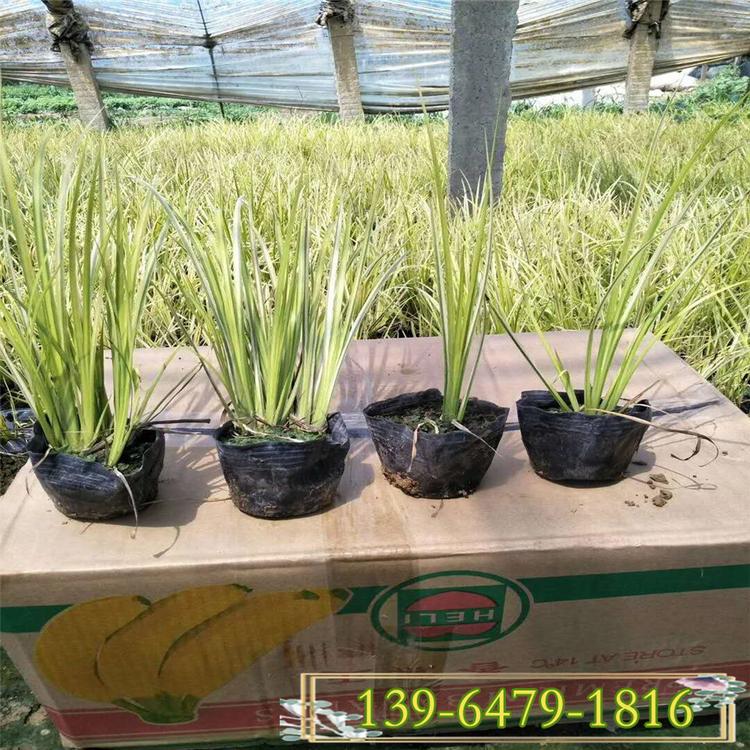 山东金叶石菖蒲盆栽苗基地 质量好价格低的金边菖蒲