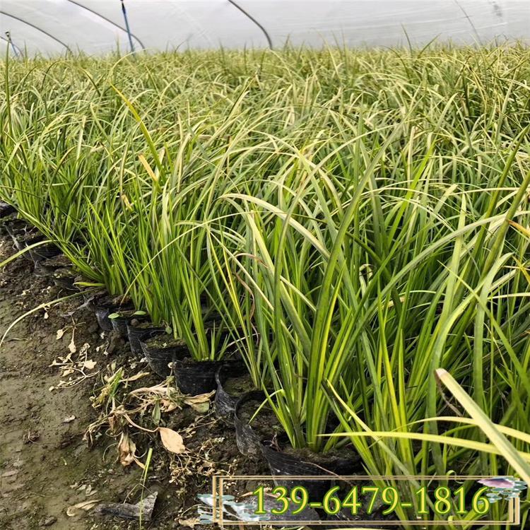 湿地工程绿化苗石菖蒲 金叶石菖蒲盆栽苗上车价 北方货源带土苗