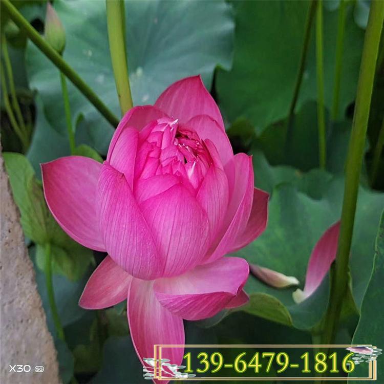 睡莲种植基地 绿化荷花批发市场 青州花卉一手货源