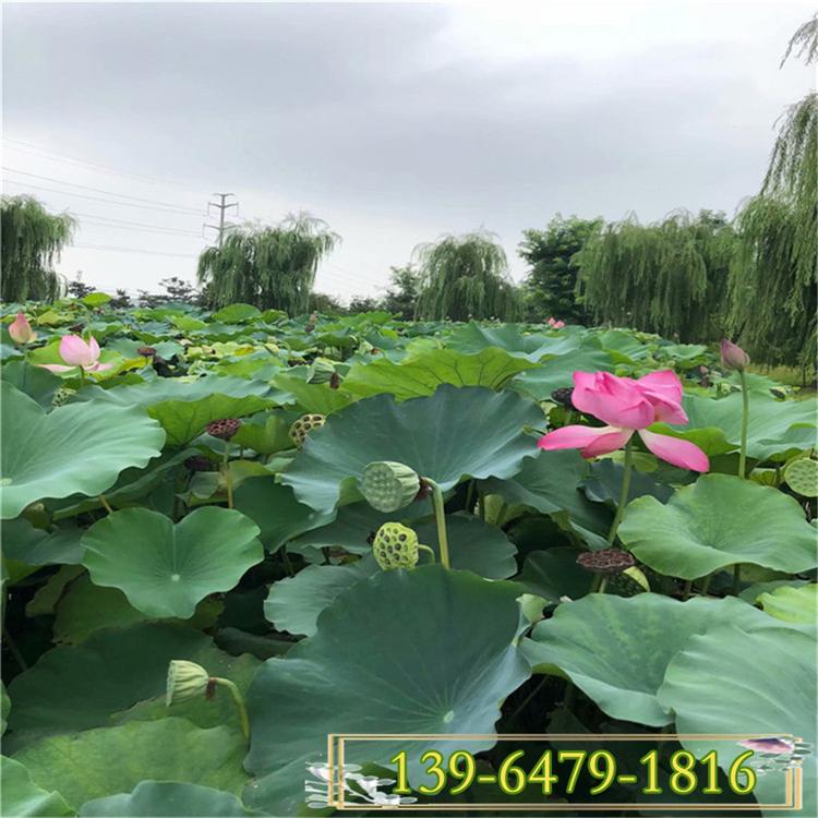 荷花小苗价格 池塘湖中荷花种植 微山湖荷花