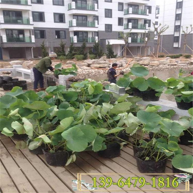 绿化荷花种苗供应价格 6月开花的植物 山东荷花种植基地