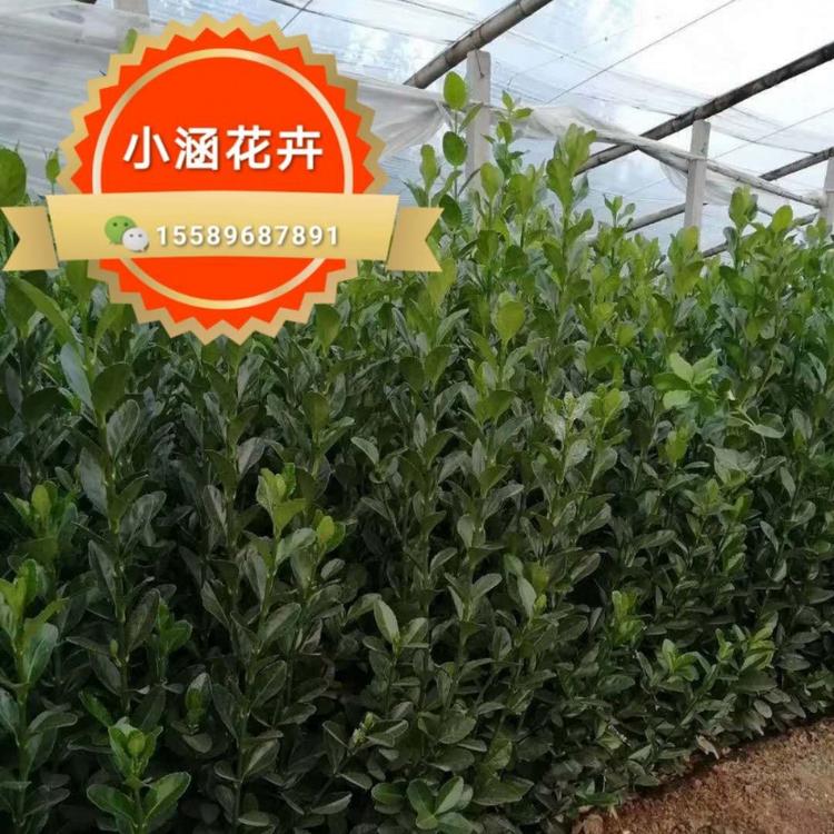 低价大叶黄杨 冬青价格  卫矛价格 正叶  绿化苗木价格 小涵花卉