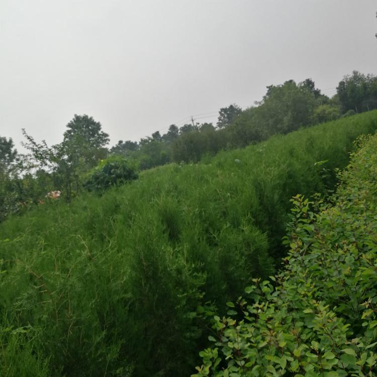 2.2米侧柏批发 侧柏价格 苗圃直供