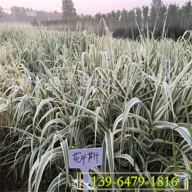 花叶芦竹营养杯苗 挺水植物 水生湿地绿化景观 青叶芦竹