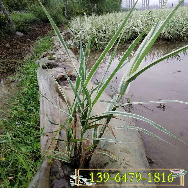 花叶芦竹价格 彩叶芦竹盆苗 斑叶芦竹价格净化水质