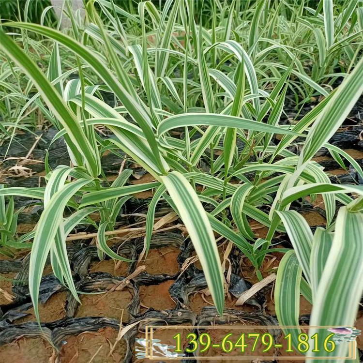 基地批发水葱 花叶芦竹小苗 水生植物 绿化河岸工程